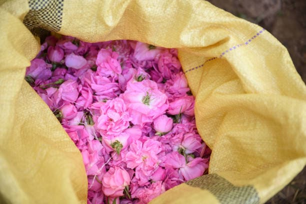 گل محمدی معطرترین هدیه طبیعت برای آرامش روح و جان